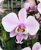 Phal. schilleriana TKB